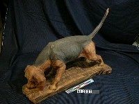 藏品(米格魯狗)的圖片